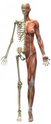 Základy svalové soustavy
